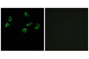 Immunofluorescence analysis of MCF-7 cells, using OR10S1 antibody. (OR10S1 Antikörper  (Internal Region))