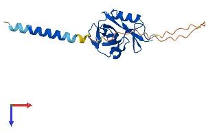 CLEC5A Protein (AA 1-188) (His tag)