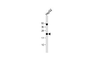 Anti-EBP Antibody (C-term) at 1:1000 dilution + HepG2 whole cell lysate Lysates/proteins at 20 μg per lane. (EBP Antikörper  (C-Term))