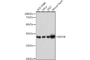 Western blot analysis of extracts of various cell lines, using IDH3B Rabbit pAb (ABIN6128145, ABIN6142149, ABIN6142150 and ABIN6217848) at 1:1000 dilution.