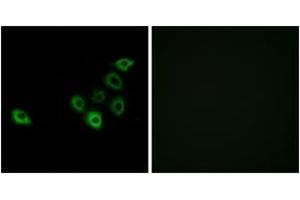 Immunofluorescence analysis of A549 cells, using OR51S1 Antibody. (OR51S1 Antikörper  (AA 211-260))