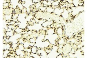 ABIN6275531 at 1/100 staining Mouse lung tissue by IHC-P. (NEK7 Antikörper  (Internal Region))