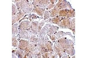 Immunohistochemistry (IHC) image for anti-Mitogen-Activated Protein Kinase Associated Protein 1 (MAPKAP1) (N-Term) antibody (ABIN1031450)