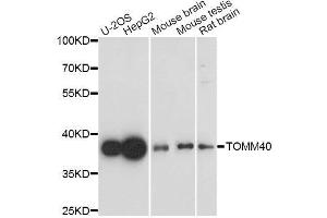 Western blot analysis of extracts of various cell lines, using TOMM40 antibody. (TOMM40 Antikörper  (AA 1-90))