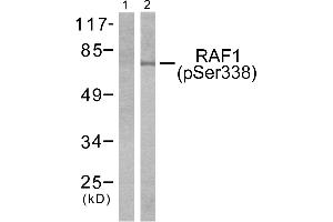 Western blot analysis of extracts from NIH-3T3 cells treated with PMA (125ng/ml, 15mins), using, using Raf1 (phospho-Ser338) antibody (Line 1 and 2). (RAF1 Antikörper  (pSer338))