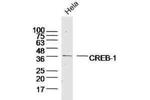 Hela lysates probed with CREB-1 Polyclonal Antibody, Unconjugated  at 1:300 dilution and 4˚C overnight incubation. (CREB1 Antikörper  (AA 221-314))