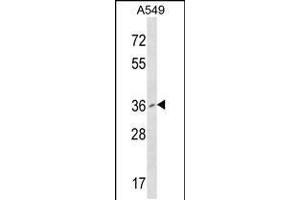 Western blot analysis in A549 cell line lysates (35ug/lane). (PCGF2 Antikörper  (AA 121-150))