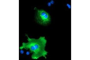Anti-NUCB1 mouse monoclonal antibody (ABIN2455386) immunofluorescent staining of COS7 cells transiently transfected by pCMV6-ENTRY NUCB1 (RC201786). (Nucleobindin 1 Antikörper)