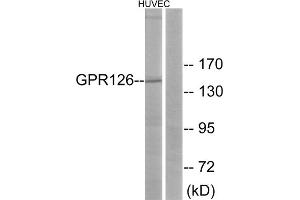 Western blot analysis of extracts from HUVEC cells, using GPR126 antibody. (G Protein-Coupled Receptor 126 Antikörper  (Internal Region))