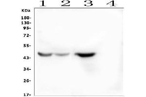 anti-Indoleamine 2,3-Dioxygenase 2 (IDO2) (AA 1-20), (N-Term) antibody