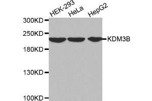 Western blot analysis of extracts of various cell lines, using KDM3B antibody. (KDM3B Antikörper  (AA 1059-1283))