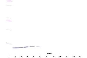 Western Blot (Unreduced) using CXCL10 / IP-10 Antibody Cat. (CXCL10 Antikörper)