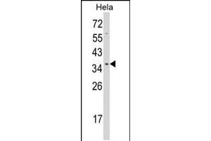 Western blot analysis of STRAP Antibody in Hela cell line lysates (35ug/lane)