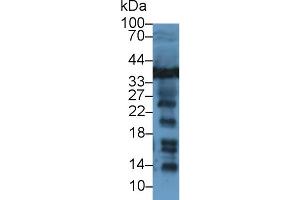 Western Blot; Sample: Human Jurkat cell lysate; Primary Ab: 1µg/ml Rabbit Anti-Rat LDHB Antibody Second Ab: 0.