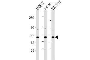All lanes : Anti-HNRNPUL2 Antibody (Center) at 1:2000 dilution Lane 1: MCF-7 whole cell lysates Lane 2: Jurkat whole cell lysates Lane 3: 293T/17 whole cell lysates Lysates/proteins at 20 μg per lane. (HNRNPUL2 Antikörper  (AA 337-350))