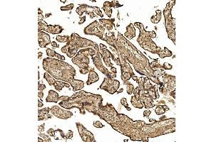 IHC analysis of NXN/NRX using anti-NXN/NRX antibody (ABIN7600416).