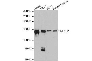 Western blot analysis of extracts of various cell lines, using NFKB2 antibody. (NFKB2 Antikörper  (AA 690-899))