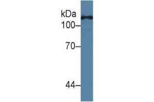 Western Blotting (WB) image for Toll-Like Receptor 5 (TLR5) ELISA Kit (ABIN6730957)