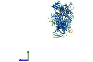 Myosin IA Protein (MYO1A) (AA 1-1043) (His tag)