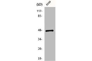 Western Blot analysis of K562 cells using CCK-BR Polyclonal Antibody (CCKBR Antikörper  (N-Term))