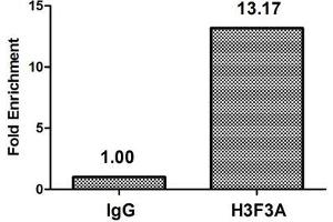 Chromatin Immunoprecipitation Hela (4*10 6 ) were treated with Micrococcal Nuclease, sonicated, and immunoprecipitated with 5 μg anti-H3F3A (ABIN7139281) or a control normal rabbit IgG.