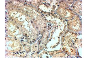 ABIN184688 (4µg/ml) staining of paraffin embedded Human Kidney. (TBL1X Antikörper  (C-Term))