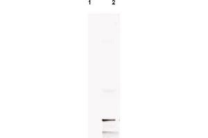 Western blot analysis of. (MIF Antikörper  (AA 2-32))