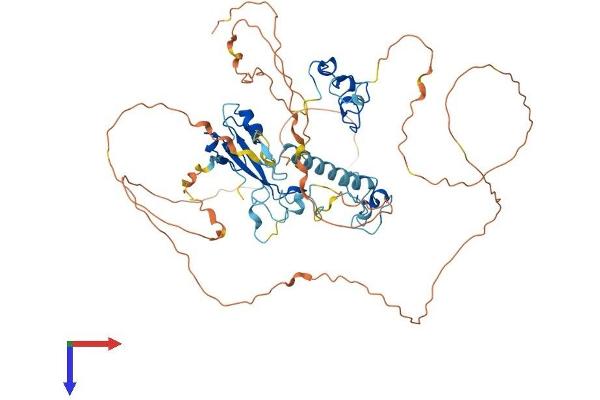 MBD1 Protein (AA 1-605) (His tag)