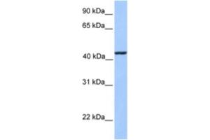 Western Blotting (WB) image for anti-Kinesin Light Chain 3 (KLC3) antibody (ABIN2463551) (KLC3 Antikörper)