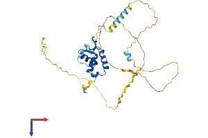 FOXB1 Protein (AA 1-325) (His tag)