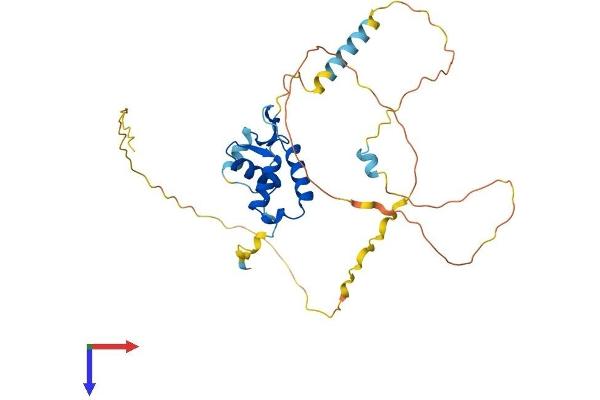 FOXB1 Protein (AA 1-325) (His tag)