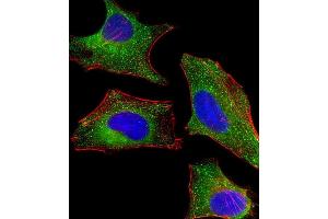 Immunofluorescent analysis of 4 % paraformaldehyde-fixed, 0. (DHCR7 Antikörper  (C-Term))