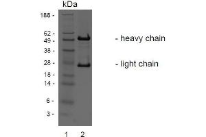 SDS-PAGE analysis of purified BBX-3A8 monoclonal antibody. (LGR4 Antikörper)