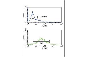 ZFYVE16 Antibody (N-term) (ABIN651313 and ABIN2840182) flow cytometric analysis of K562 cells (bottom histogram) compared to a negative control cell (top histogram). (ZFYVE16 Antikörper  (N-Term))