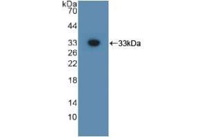 Western blot analysis of recombinant Mouse GPC3. (Glypican 3 Antikörper  (AA 344-559))