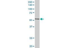 PVRL2 MaxPab rabbit polyclonal antibody. (PVRL2 Antikörper  (AA 1-479))