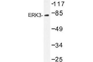 Image no. 1 for anti-Mitogen-Activated Protein Kinase 6 (MAPK6) antibody (ABIN317885) (MAPK6 Antikörper)
