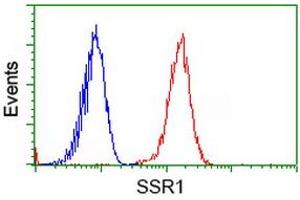 Image no. 1 for anti-Signal Sequence Receptor, alpha (SSR1) antibody (ABIN1501153) (SSR1 Antikörper)