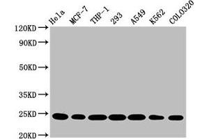 Western Blotting (WB) image for anti-BCL2-Antagonist/killer 1 (BAK1) antibody (ABIN7127362)