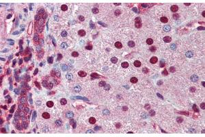 Immunohistochemistry with Human Liver cell lysate tissue at an antibody concentration of 5. (NR0B2 Antikörper  (Middle Region))