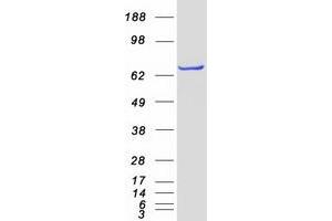 Western Blotting (WB) image for Phenylalanyl-tRNA Synthetase, beta Subunit (FARSB) protein (Myc-DYKDDDDK Tag) (ABIN2720876)
