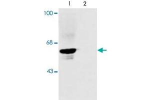 Western blot of rat spinal cord showing specific immunolabeling of the ~48k alpha1- and alpha2 subunits of the glycine receptor. (GLRA1 Antikörper  (N-Term))