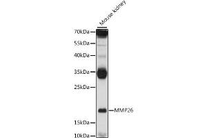Western blot analysis of extracts of mouse kidney, using MMP26 antibody (ABIN7268423) at 1:1000 dilution. (MMP26 Antikörper  (AA 90-261))
