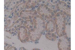 IHC-P analysis of Rat Kidney Tissue, with DAB staining. (Paxillin Antikörper  (AA 327-568))