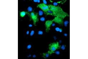 Anti-PECAM1 mouse monoclonal antibody (ABIN2455852) immunofluorescent staining of COS7 cells transiently transfected by pCMV6-ENTRY PECAM1 (RC208654). (CD31 Antikörper)