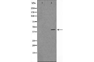 Western blot analysis on COS7 cell lysate using MORF4L1 Antibody,The lane on the left is treated with the antigen-specific peptide. (MORF4L1 Antikörper  (N-Term))
