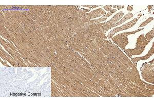 Immunohistochemical analysis of paraffin-embedded rat heart tissue.