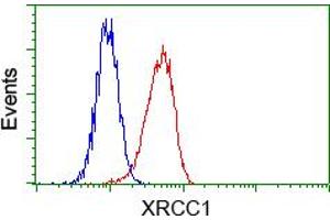 Flow cytometric analysis of Hela cells, using anti-XRCC1 antibody (ABIN2453795), (Red) compared to a nonspecific negative control antibody (TA50011) (Blue). (XRCC1 Antikörper)