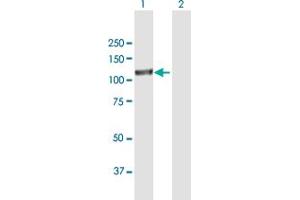 Western Blot analysis of EPAS1 expression in transfected 293T cell line by EPAS1 MaxPab polyclonal antibody. (EPAS1 Antikörper  (AA 1-870))