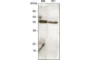 Western blot analysis. (BMP7 Antikörper  (AA 293-431))